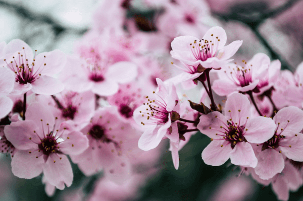 Frühlingshaft: Sonntagsgrüße mit Blumen